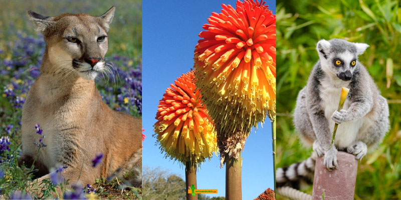 Flora ve Fauna Nedir?