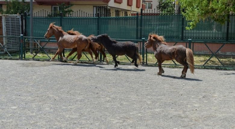 Sincan Evcil Hayvanlar Parkı Kaynak: www.ankara.bel.tr